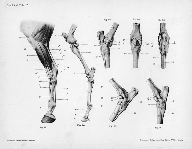 Illustration for article titled Lose Yourself In The Gorgeous Anatomical Drawings of Hermann Dittrich